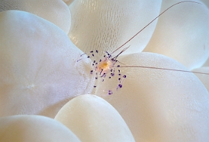 Raja Ampat 2019 - DSC06867_rc - Bubble coral shrimp - Crevette vir- Vir phillippinensis